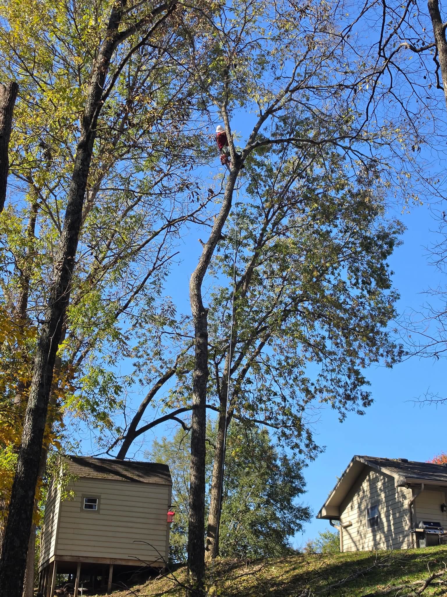 A climber roped into the crown of a tall hardwood over a house